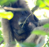 PRIMATE - GIBBON - HOOLOCKS GIBBON - WILD GIBBON SANCTUARY ASSAM INDIA (55).JPG