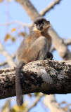 PRIMATE - LANGUR - CAPPED LANGUR - KAZIRANGA NATIONAL PARK ASSAM INDIA (13).JPG