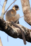 PRIMATE - LANGUR - CAPPED LANGUR - KAZIRANGA NATIONAL PARK ASSAM INDIA (4).JPG