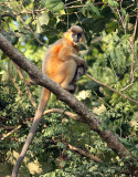PRIMATE - LANGUR - CAPPED LANGUR - KAZIRANGA NATIONAL PARK ASSAM INDIA (65).JPG