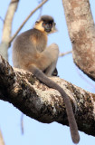 PRIMATE - LANGUR - CAPPED LANGUR - KAZIRANGA NATIONAL PARK ASSAM INDIA (7).JPG