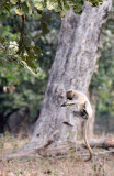 PRIMATE - LANGUR - NORTHERN GREY PLAINS LANGUR - BANDHAVGAR NATIONAL PARK INDIA (19).JPG