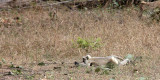 PRIMATE - LANGUR - NORTHERN GREY PLAINS LANGUR - BANDHAVGAR NATIONAL PARK INDIA (22).JPG