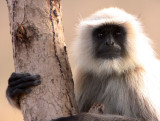PRIMATE - LANGUR - NORTHERN PLAINS GREY LANGUR - BANDHAVGAR NATIONAL PARK INDIA (8).JPG