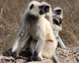 PRIMATE - LANGUR - NORTHERN PLAINS GREY LANGUR - BANDHAVGAR NATIONAL PARK INDIA (23).JPG