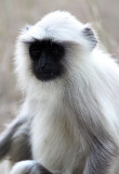 PRIMATE - LANGUR - SOUTHERN PLAINS GREY LANGUR - GIR FOREST GUJARAT INDIA (5).JPG