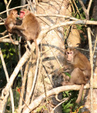 PRIMATE - MACAQUE - MYSTERY MACAQUE - PERHAPS TIBETAN HYBRID - KAZIRANGA NATIONAL PARK ASSAM INDIA (2).JPG