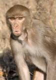 PRIMATE - MACAQUE - RHESUS MACAQUE - PENCH NP PARK INDIA (3).JPG