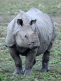RHINOCEROS - ASIAN ONE-HORNED RHINOCEROS - KAZIRANGA NATIONAL PARK ASSAM INDIA (119).JPG