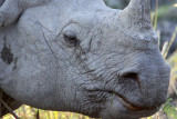 RHINOCEROS - ASIAN ONE-HORNED RHINOCEROS - KAZIRANGA NATIONAL PARK ASSAM INDIA (135).JPG