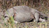 RHINOCEROS - ASIAN ONE-HORNED RHINOCEROS - KAZIRANGA NATIONAL PARK ASSAM INDIA (39).JPG