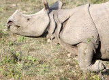 RHINOCEROS - ASIAN ONE-HORNED RHINOCEROS - KAZIRANGA NATIONAL PARK ASSAM INDIA (69).JPG