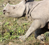 RHINOCEROS - ASIAN ONE-HORNED RHINOCEROS - KAZIRANGA NATIONAL PARK ASSAM INDIA (70).JPG