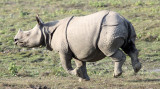 RHINOCEROS - ASIAN ONE-HORNED RHINOCEROS - KAZIRANGA NATIONAL PARK ASSAM INDIA (77).JPG