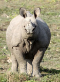 RHINOCEROS - ASIAN ONE-HORNED RHINOCEROS - KAZIRANGA NATIONAL PARK ASSAM INDIA (86).JPG