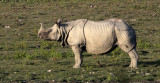 RHINOCEROS - ASIAN ONE-HORNED RHINOEROS - KAZIRANGA NATIONAL PARK ASSAM INDIA (10).JPG