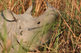 RHINOCEROS - ASIAN ONE-HORNED RHINOEROS - KAZIRANGA NATIONAL PARK ASSAM INDIA (20).JPG