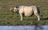 RHINOCEROS - ASIAN ONE-HORNED RHINOEROS - KAZIRANGA NATIONAL PARK ASSAM INDIA (8).JPG