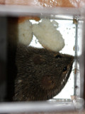 RODENT - INDIAN FIELD RAT - LITTLE RANN OF KUTCH INDIA (3).JPG