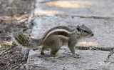 RODENT - SQUIRREL - FIVE-STRIPED SQUIRREL - GIR FOREST GUJARAT INDIA (9).JPG