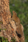 RODENT - SQUIRREL - HOARY-BELLIED SQUIRREL - KAZIRANGA NATIONAL PARK ASSAM INDIA (14).JPG