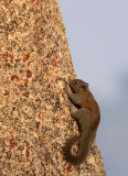 RODENT - SQUIRREL - HOARY-BELLIED SQUIRREL - KAZIRANGA NATIONAL PARK ASSAM INDIA (4).JPG