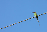 BIRD - BEE-EATER - GREEN EATER - MEROPS ORIENTALIS - GIR FOREST GUJARAT INDIA (2).JPG