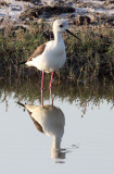 BIRD - BLACK-WINGED STILT - LITTLE RANN OF KUTCH GUJARAT INDIA (1).JPG
