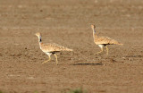 BIRD - BUSTARD - MACQUEENS BUSTARD - LITTLE RANN OF KUTCH GUJARAT INDIA (5).JPG