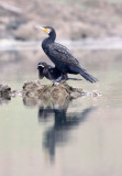 BIRD - CORMORANT - GREAT CORMORANT - CHAMBAL RIVER SANCTUARY INDIA (1).JPG