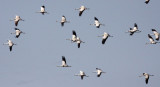 BIRD - CRANE - COMMON CRANE - BLACKBUCK NATIONAL PARK INDIA (2).JPG
