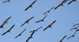 BIRD - CRANE - COMMON CRANE - BLACKBUCK NATIONAL PARK INDIA (31).JPG