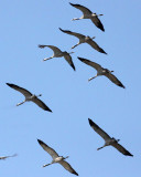 BIRD - CRANE - COMMON CRANE - BLACKBUCK NATIONAL PARK INDIA (40).JPG