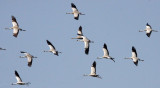 BIRD - CRANE - COMMON CRANE - BLACKBUCK NATIONAL PARK INDIA (9).JPG