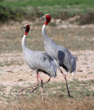 BIRD - CRANE - SARUS CRANE - LITTLE RANN OF KUTCH GUJARAT INDIA (15).JPG