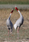BIRD - CRANE - SARUS CRANE - LITTLE RANN OF KUTCH GUJARAT INDIA (22).JPG
