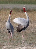 BIRD - CRANE - SARUS CRANE - LITTLE RANN OF KUTCH GUJARAT INDIA (28).JPG