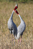 BIRD - CRANE - SARUS CRANE - LITTLE RANN OF KUTCH GUJARAT INDIA (45).JPG