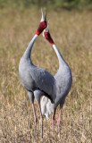 BIRD - CRANE - SARUS CRANE - LITTLE RANN OF KUTCH GUJARAT INDIA (47).JPG
