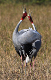 BIRD - CRANE - SARUS CRANE - LITTLE RANN OF KUTCH GUJARAT INDIA (52).JPG