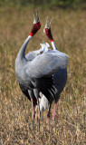 BIRD - CRANE - SARUS CRANE - LITTLE RANN OF KUTCH GUJARAT INDIA (53).JPG