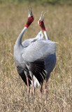 BIRD - CRANE - SARUS CRANE - LITTLE RANN OF KUTCH GUJARAT INDIA (55).JPG