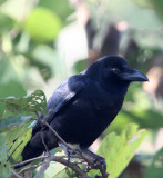 BIRD - CROW - LARGE-BILLED CROW - KANHA NATIONAL PARK INDIA (3).JPG