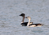 BIRD - DUCK - COMB DUCK - FEMALE - CHAMBAL SANCTUARY INDIA (2).JPG