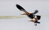 BIRD - DUCK - RUDDY SHELDUCK - CHAMBAL RIVER SANCTUARY INDIA - SOMS SHOTS (1).JPG