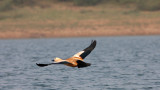 BIRD - DUCK - RUDDY SHELDUCK - CHAMBAL SANCTUARY INDIA (4).JPG