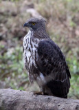 BIRD - EAGLE - CHANGEABLE HAWK EAGLE - BANDHAVGAR NATIONAL PARK INDIA (12).JPG