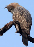 BIRD - EAGLE - CHANGEABLE HAWK EAGLE - BANDHAVGAR NATIONAL PARK INDIA (16).JPG