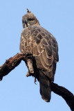BIRD - EAGLE - CHANGEABLE HAWK EAGLE - BANDHAVGAR NATIONAL PARK INDIA (29).JPG