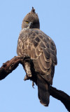 BIRD - EAGLE - CHANGEABLE HAWK EAGLE - BANDHAVGAR NATIONAL PARK INDIA (30).JPG
